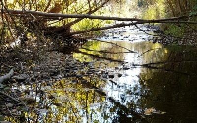 How to Protect Riparian Areas in BC