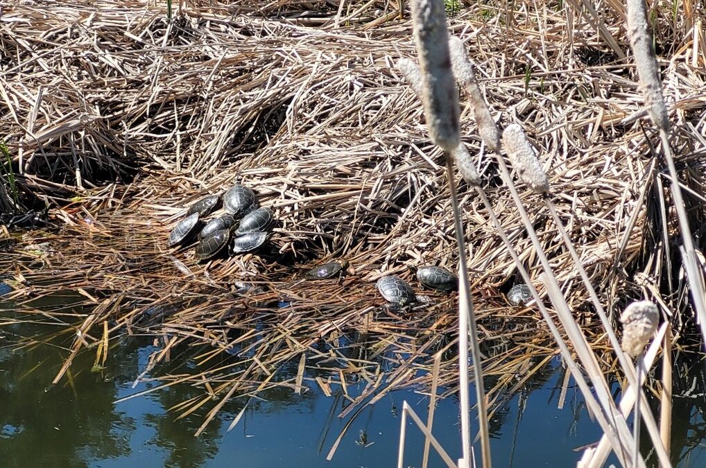 Why Wetlands