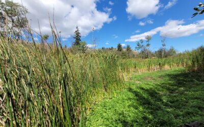 Biodiversity at Risk: Key Species in Okanagan Wetlands