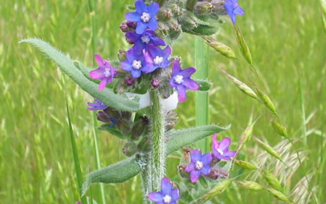 Common Bugloss